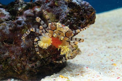 Lybia Tessellata-0
