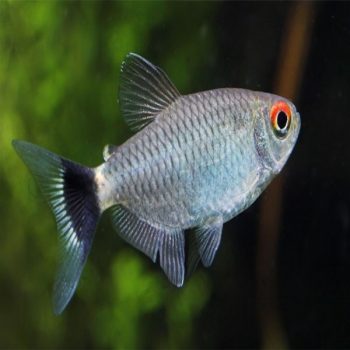 Moenkhausia sanctaefilomenae – Red Eye Tetra - Sales