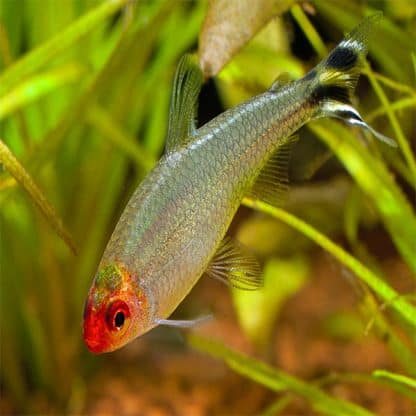 Hemigrammus rhodostomus- Rummy Nose Tetra 2.5cm - Ψάρια Γλυκού