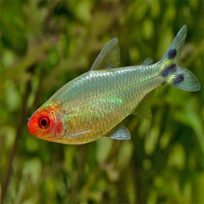 Hemigrammus rhodostomus- Rummy Nose Tetra 2.5cm - Ψάρια Γλυκού