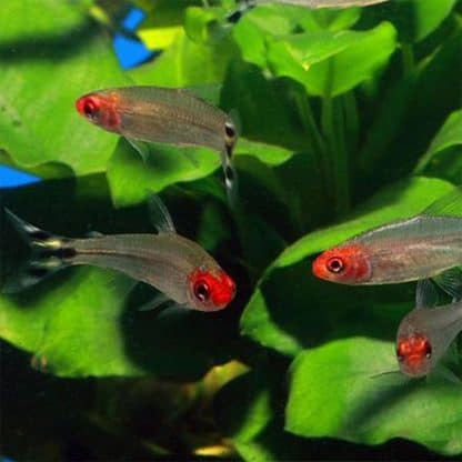 Hemigrammus rhodostomus – Rummy Nose Tetra L - Ψάρια Γλυκού