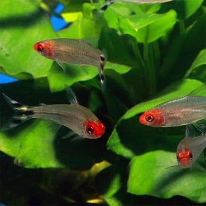 Hemigrammus rhodostomus- Rummy Nose Tetra 2.5cm - Ψάρια Γλυκού