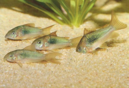 Corydoras aeneus – Bronze Cory SM - Ψάρια Γλυκού