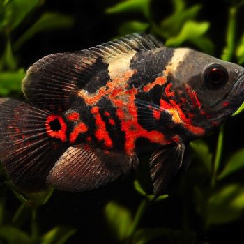 Astronotus ocellatus – Red Oscar Cichlid - Ψάρια Γλυκού