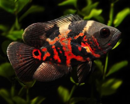 Astronotus ocellatus – Red Oscar Cichlid - Ψάρια Γλυκού