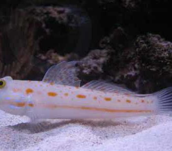 Valenciennea puellaris M – Diamond Watchman Goby - Ψάρια Θαλασσινού