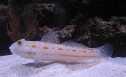 Valenciennea puellaris M – Diamond Watchman Goby - Ψάρια Θαλασσινού