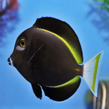 Acanthurus nigricans S – Whitecheek Surgeonfish - Ψάρια Θαλασσινού