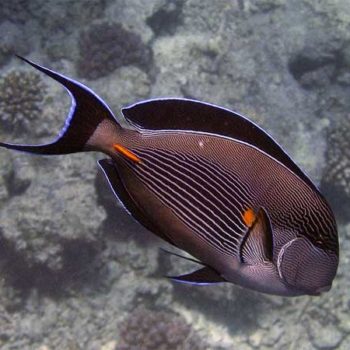 Acanthurus Sohal L-0