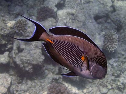 Acanthurus Sohal L-0