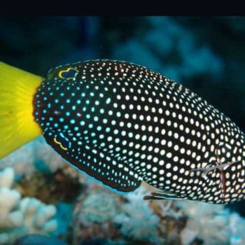 Anampses meleagrides M – Spotted Wrasse - Ψάρια Θαλασσινού