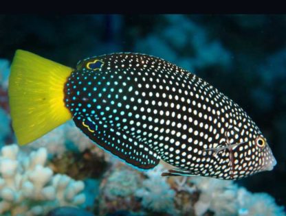Anampses meleagrides L – Spotted Wrasse - Ψάρια Θαλασσινού
