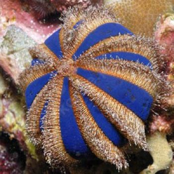 Mespilia globulus -Black tuxedo urchin -M - Ασπόνδυλα Θαλασσινού