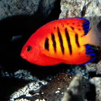 Centropyge loriculus M – Flame Angelfish - Ψάρια Θαλασσινού