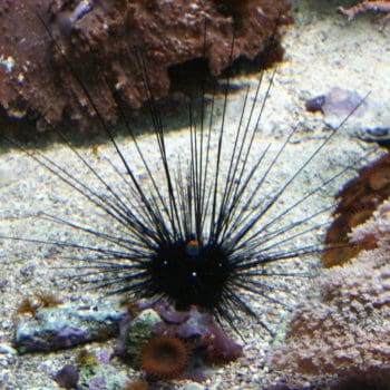 Diadema urchin – Sea Urchin - Ασπόνδυλα Θαλασσινού
