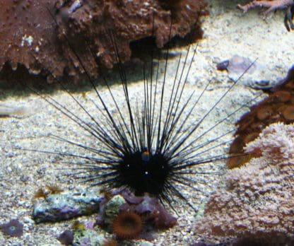 Diadema urchin – Sea Urchin - Ασπόνδυλα Θαλασσινού