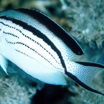 Genicanthus Lamarck s-0