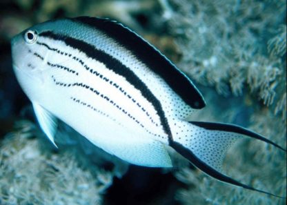 Genicanthus Lamarck s-0