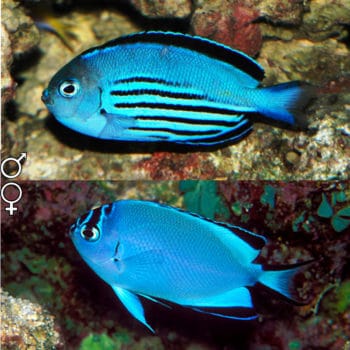 Genicanthus watanabei (Female) M – Watanabe’S Angelfish - Ψάρια Θαλασσινού