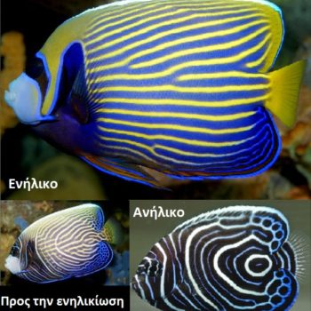 Pomacanthus imperator (M) – Emperor Angelfish - Ψάρια Θαλασσινού