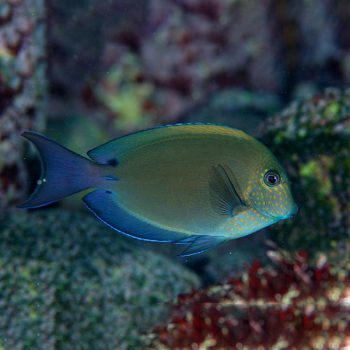 Acanthurus nigrofuscus M – Brown Tang - Ψάρια Θαλασσινού