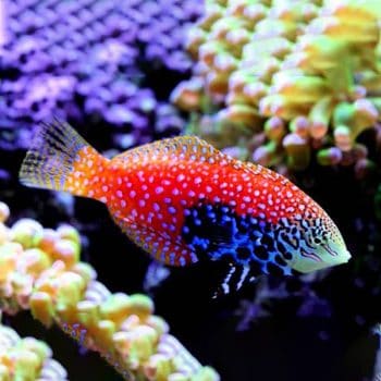 Macropharygondon Bipartitus