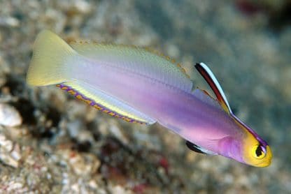 Nemateleotris helfrichi M – Helfrich’S Dartfish - Ψάρια Θαλασσινού