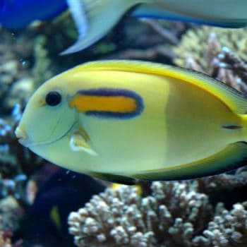 Acanthurus olivaceus XL – Orange Band Surgeonfish - Ψάρια Θαλασσινού