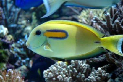 Acanthurus olivaceus XL – Orange Band Surgeonfish - Ψάρια Θαλασσινού