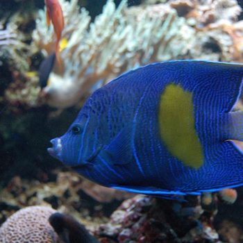 Pomacanthus Maculosus asfur-0