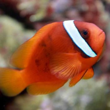 Amphiprion frenatus M – Tomato Clownfish - Ψάρια Θαλασσινού