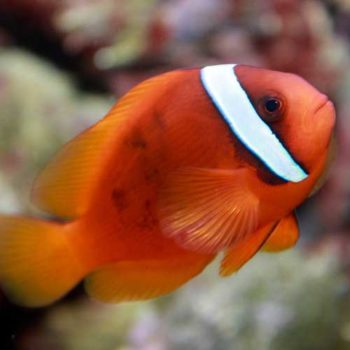 Amphiprion Frenatus (Breeded)-0