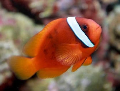 Amphiprion frenatus M – Tomato Clownfish - Ψάρια Θαλασσινού