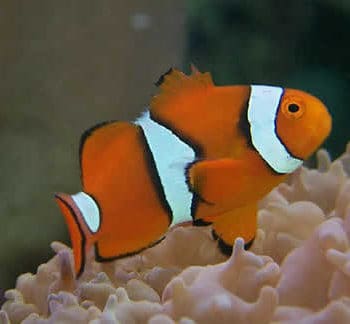 Amphiprion Ocellaris – Orange Clownfish 3-5cm - Ψάρια Θαλασσινού