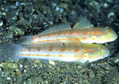 Valenciennea puellaris L – Diamond Watchman Goby - Ψάρια Θαλασσινού