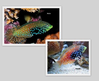 Macropharygondon Bipartitus-0