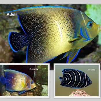 Pomacanthus semicirculatus M – Semicircle Angelfish - Ψάρια Θαλασσινού