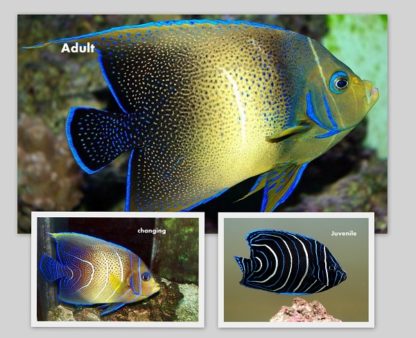 Pomacanthus Semicirculatus (juv)-0