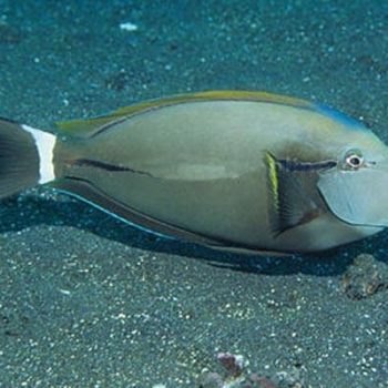 Acanthurus nigricauda M- Epaulette Surgeonfish - Ψάρια Θαλασσινού