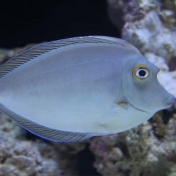 Naso brevirostis L – Short Nosed Unicornfish - Ψάρια Θαλασσινού