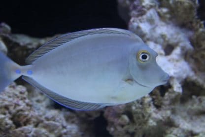 Naso unicornis M – Bluespine Unicornfish - Ψάρια Θαλασσινού
