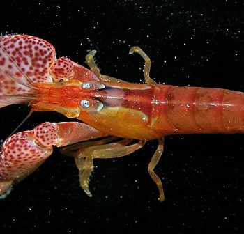 Alpheus sp. – Snapping Shrimp - Ασπόνδυλα Θαλασσινού