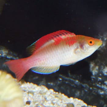 Nemateleotris magnifica -Fire dartfish-M - Ψάρια Θαλασσινού