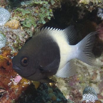 Chromis dimidiatus M – Bicolor Chromis - Ψάρια Θαλασσινού
