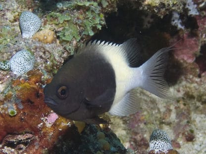 Chromis dimidiatus M – Bicolor Chromis - Ψάρια Θαλασσινού