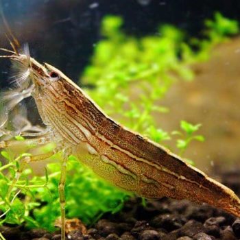 Atyopsis moluccensis – Rock Bamboo Shrimp 3-5 cm - Ασπόνδυλα Γλυκού