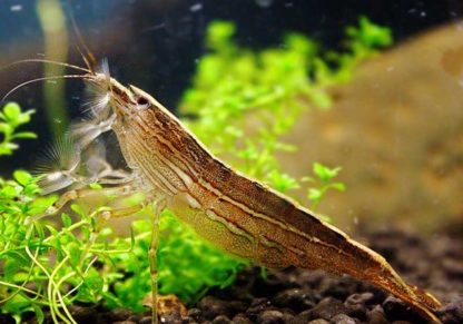 Atya moluccensis – Bamboo Shrimp 4.5cm - Ασπόνδυλα Γλυκού