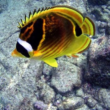 Chaetodon lunula – Racoon Butterflyfish S - Ψάρια Θαλασσινού