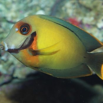 Acanthurus pyroferus L – Chocolate Surgeonfish - Ψάρια Θαλασσινού