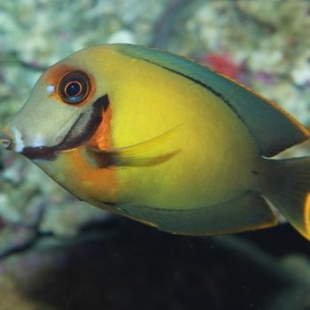 Acanthurus triostegus S – Convict Tang - Ψάρια Θαλασσινού